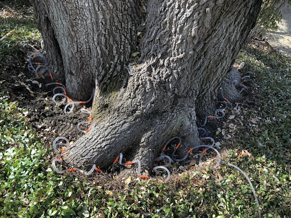 Detailed Tree Cabling and Bracing job site in Planada