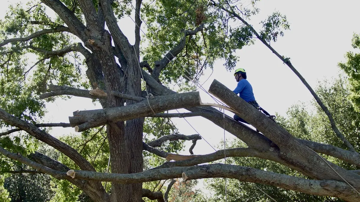 Professional Crown Thinning performed by certified arborists in Planada