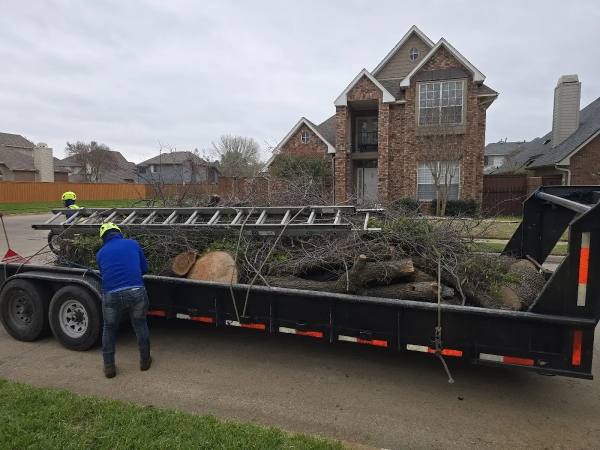 Expert Tree Pest Control with proper safety equipment in Planada